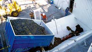 The grape harvest at Peter Lehmann Wines in Barossa Valley