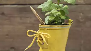 Sprout herb colouring pencils in a welly