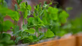 Peas growing