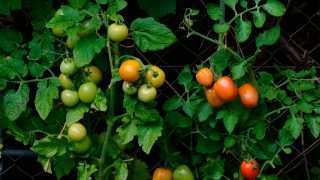 Growing tomatoes in an urban garden