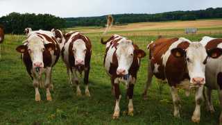 Montbéliarde cows