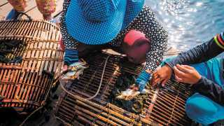 Fishermen empty their crab traps every morning in Kep. Photograph by Ivoha / Alamy