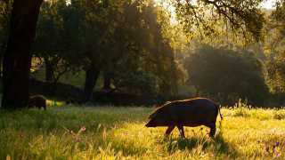 A lone pig on a dehesa surrounding Jabugo in Andalusia, Spain