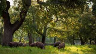 Pigs on a dehesa surrounding Jabugo in Andalusia, Spain