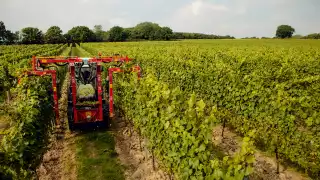 Gusbourne's Sussex vineyards