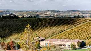 San Patrignano's vineyards