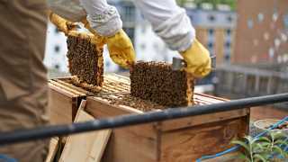 Black Bee Honey's rooftop beehives