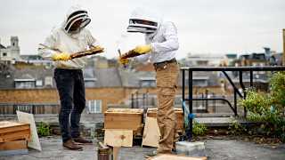 Black Bee Honey founders tending to their bees