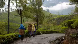 Sri Lankan tea pluckers