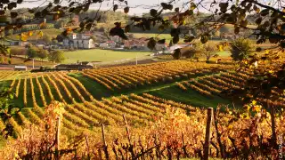 A vineyard in the summer