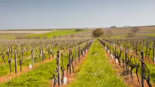 A vineyard in Cognac