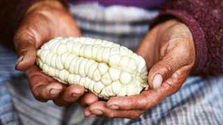 The pale yellow corn found in Peru