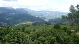 Vinho Verde