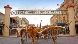 The Fort Worth Cattle Drive