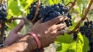 In the vineyards of San Patrignano, Italy