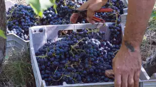 In the vineyards of San Patrignano, Italy