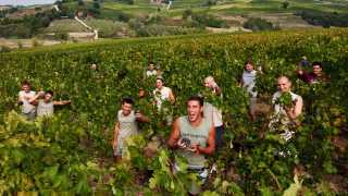Residents in the vineyards, San Patrignano, Italy