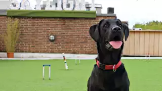 Dog Day at Skylight