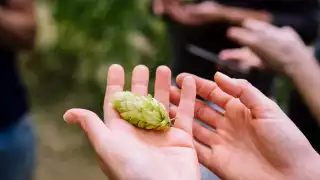 Green Hop Beer Festival