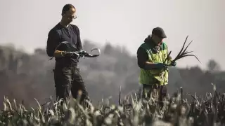 Farmers in field