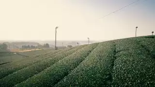 Yame Central Tea Garden