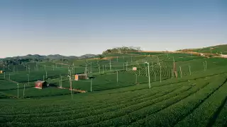 Yame Central Tea Garden