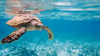 The endangered hawksbill turtle