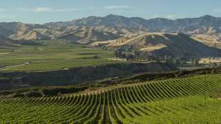 Villa Maria's vineyards in Marlborough, New Zealand