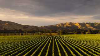 Villa Maria's vineyards in Marlborough, New Zealand