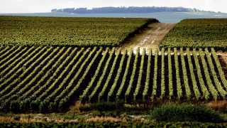 Vineyards owned by Maison Ruinart