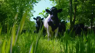 A cow at the Yeo Valley farm