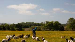 A field on Roberts' Dorset farm
