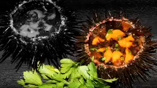 Local sea urchins from the Asturias coastline