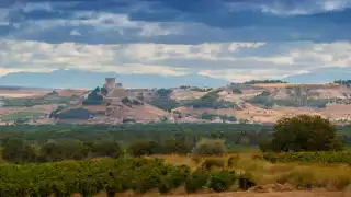 Ribera del Duero vineyard