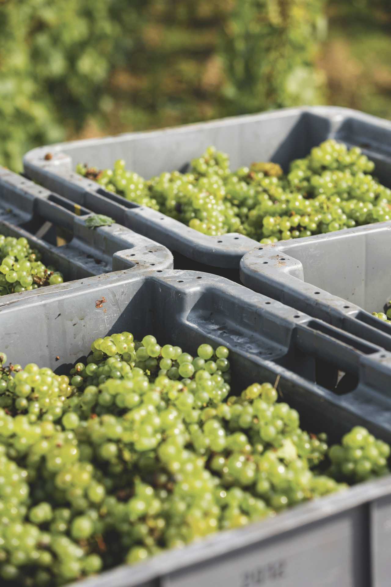 Chardonnay grapes during the harvest for use in Dom Ruinart