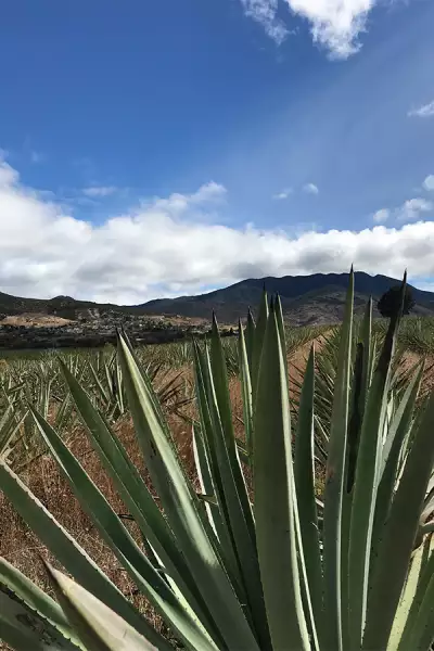 Agave fields outside Santiago Matatalan