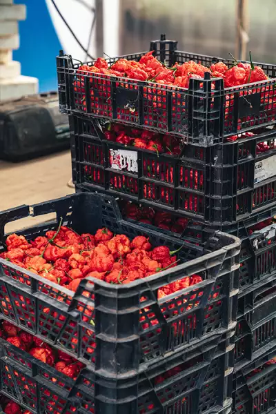 Quinta do Piri-Piri