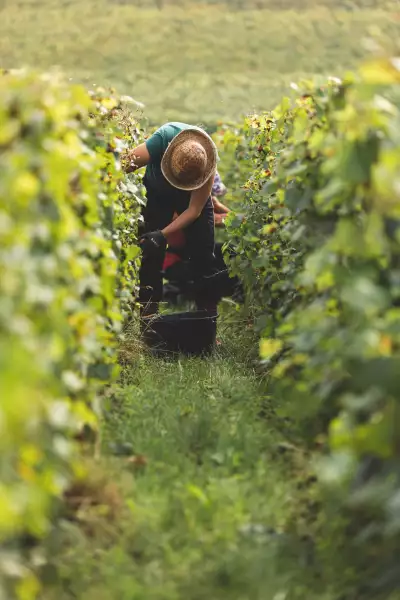 Harvesting grapes for Dom Ruinart in the historical Sillery Grand Cru vineyard