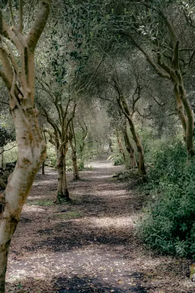 Olive trees at Ventnor Botanic Garden