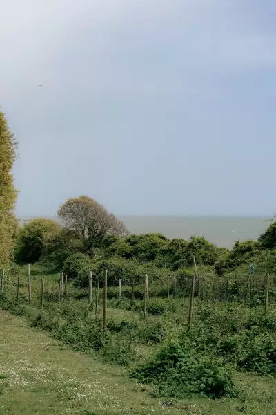 Hops grown at Ventor Botanic Garden