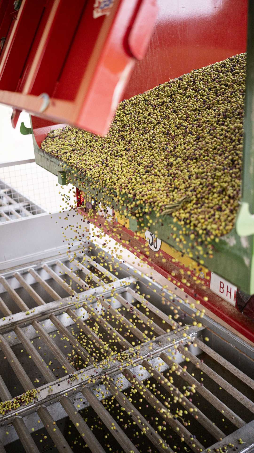 Thousands of olive being poured through grates before the oil extraction process