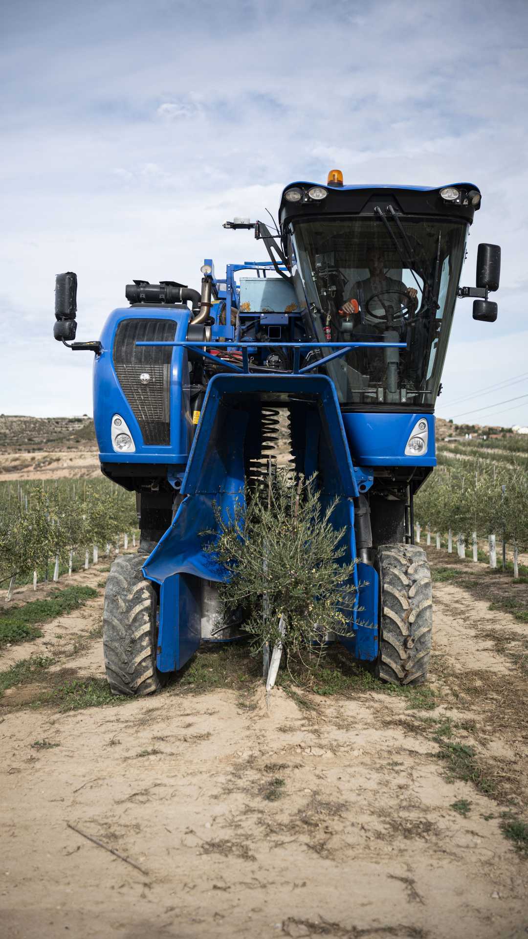 Modern harvesters can gather four tonnes of olives per hectare at five cents per kilo