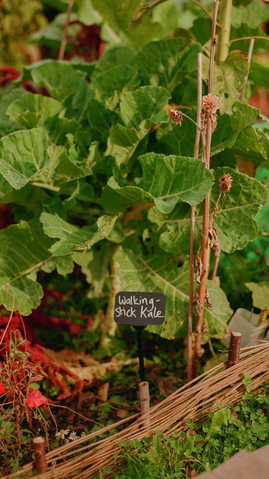 A raised bed of kale at Hackney School of Food