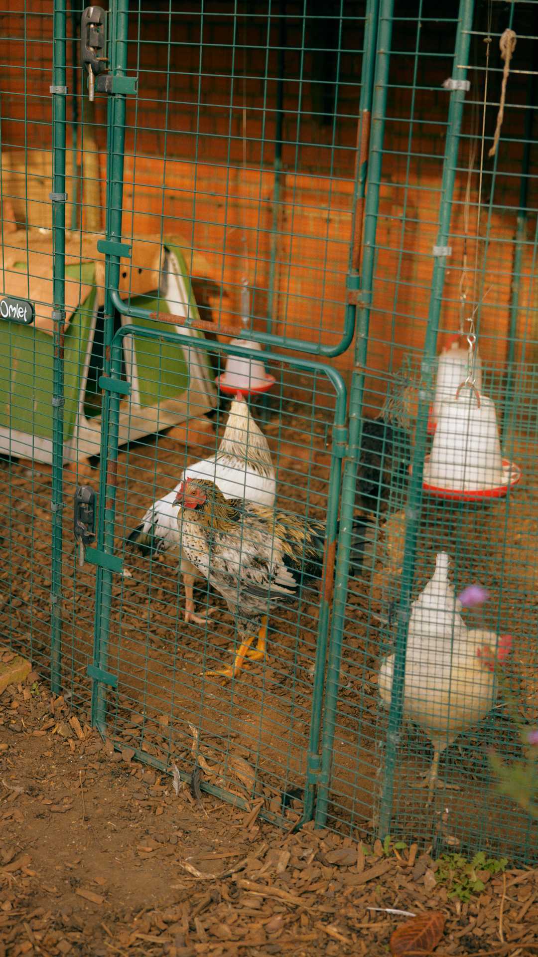 Chickens roam among the woodchip in their coop at Hackney School of Food