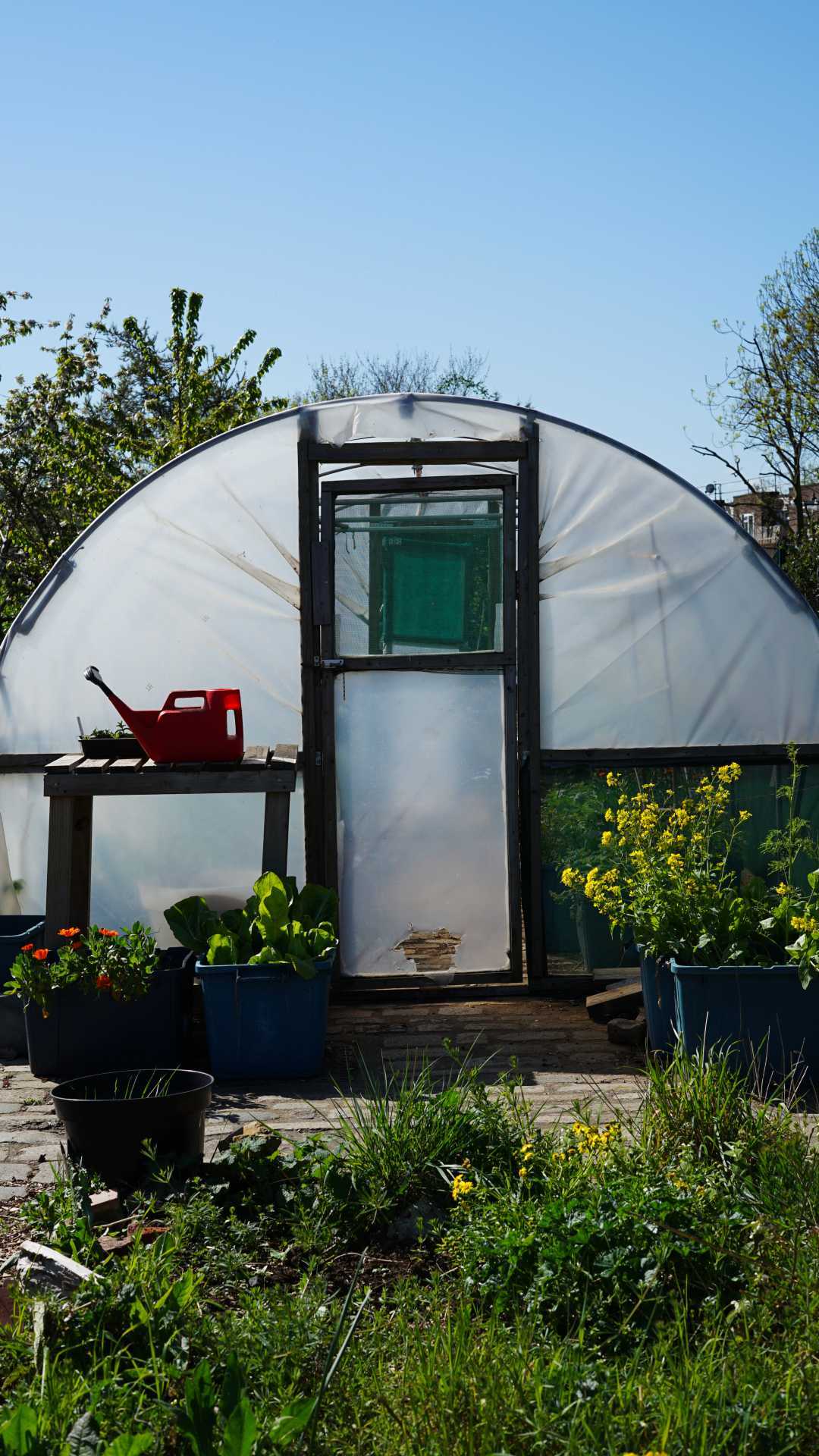 Greenhouse at Glengall Wharf Garden