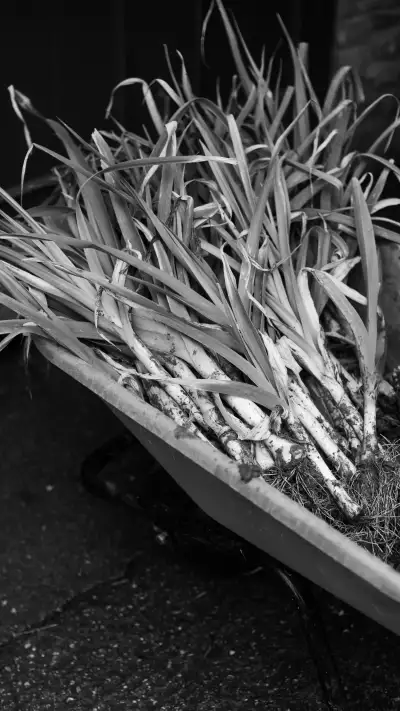 Leeks in a wheelbarrow