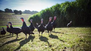 Turkeys at the Copas farm