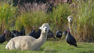 The turkeys at the Copas farm are guarded by alpacas