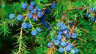 Juniper berries growing on a plant in Italy