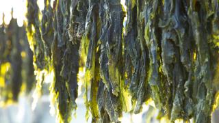Nori seaweed